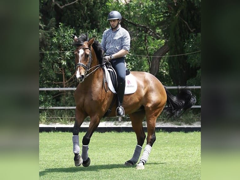 Spanish Sporthorse Mare 18 years 16,2 hh Bay in BARCELONA