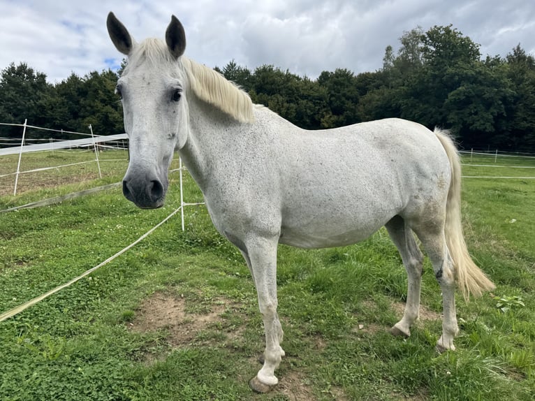 Spanish Sporthorse Mare 19 years 15,1 hh Grey in Krumbach