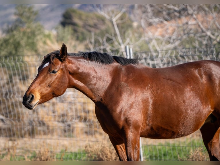 Spanish Sporthorse Mix Mare 1 year 12,2 hh Brown in Valencia