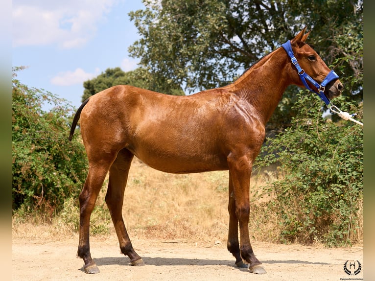Spanish Sporthorse Mare 1 year 14,1 hh Bay-Dark in Navalperal De Pinares