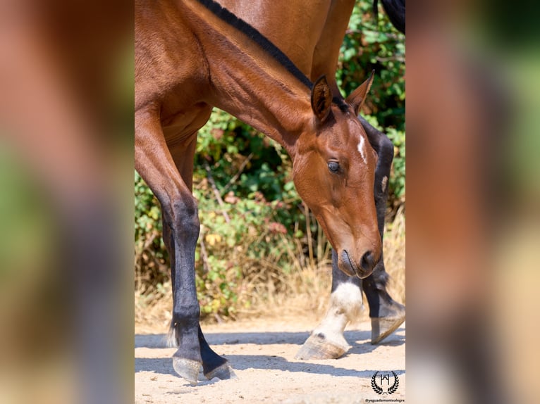 Spanish Sporthorse Mare 1 year 14,2 hh Brown in Navalperal De Pinares