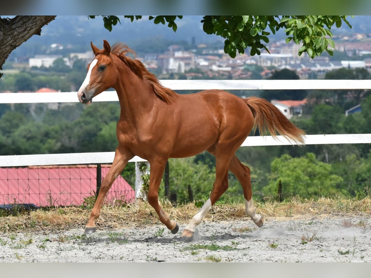 Spanish Sporthorse Mare 1 year 14.3 hh Chestnut-Red in Siero