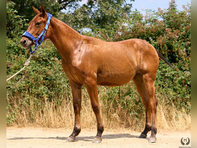Spanish Sporthorse Mare 1 year 14,1 hh Bay-Dark in Navalperal De Pinares