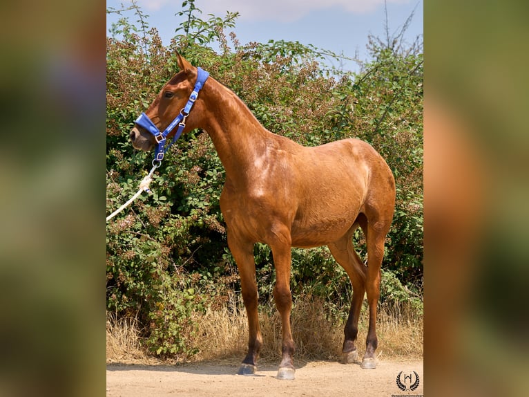 Spanish Sporthorse Mare 1 year 14,1 hh Bay-Dark in Navalperal De Pinares