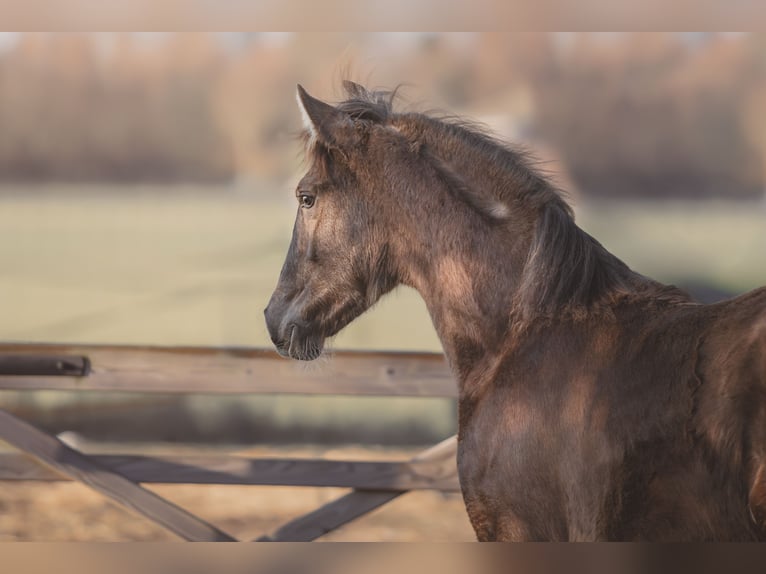 Spanish Sporthorse Mare 1 year 14,2 hh Black in Aartrijke