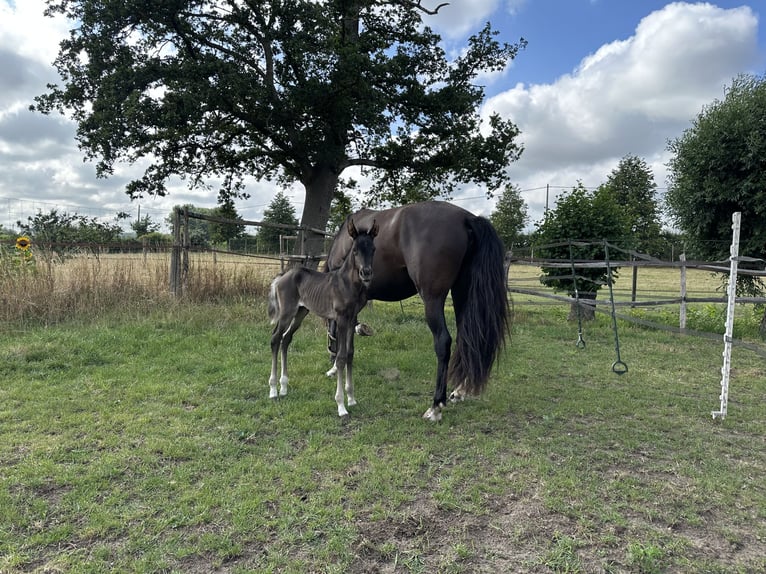 Spanish Sporthorse Mare 1 year 14,3 hh Black in Aartrijke