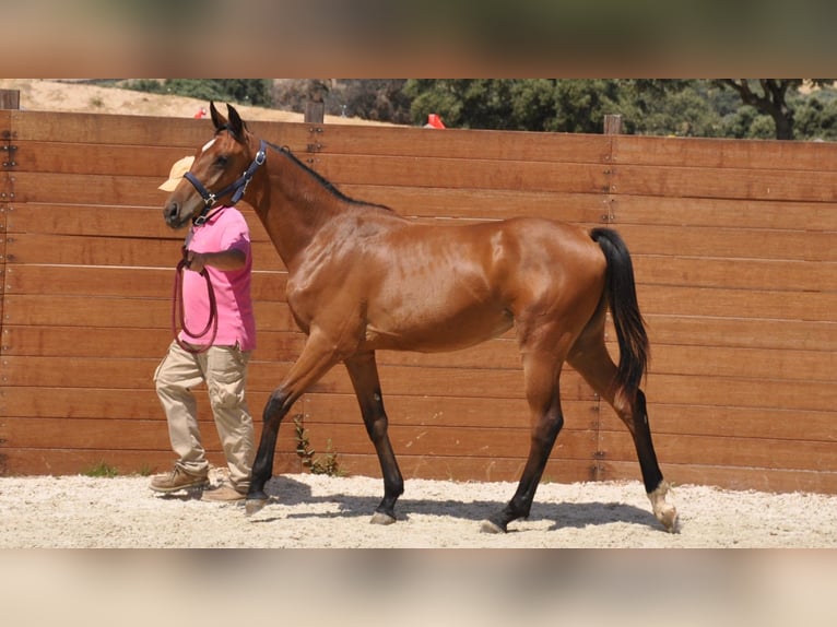 Spanish Sporthorse Mare 1 year Brown in Madrid