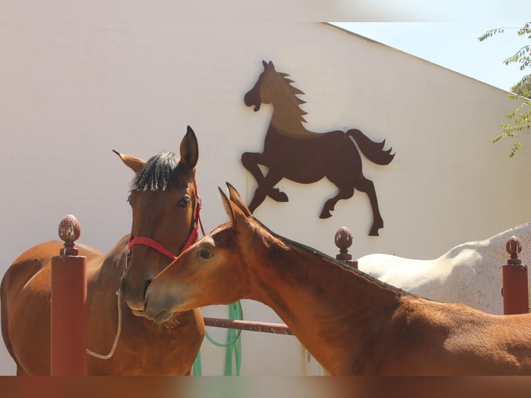 Spanish Sporthorse Mare 1 year Brown-Light in Pepino