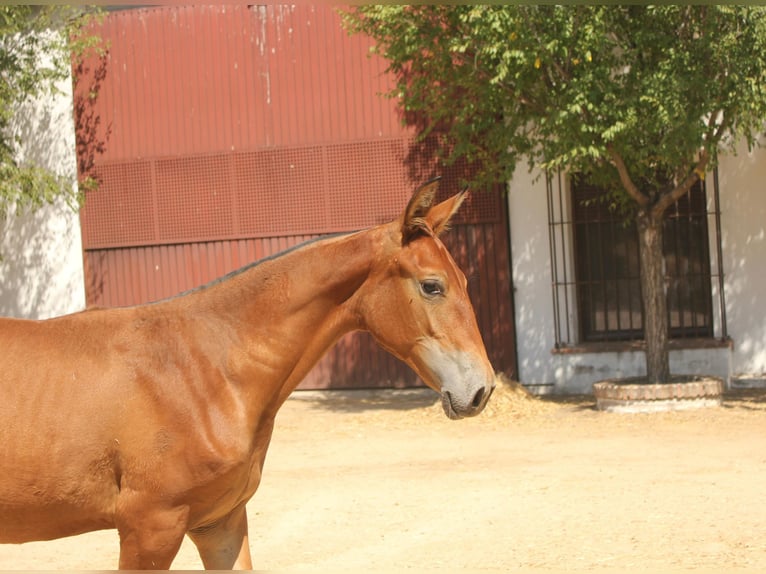 Spanish Sporthorse Mare 1 year Brown-Light in Pepino