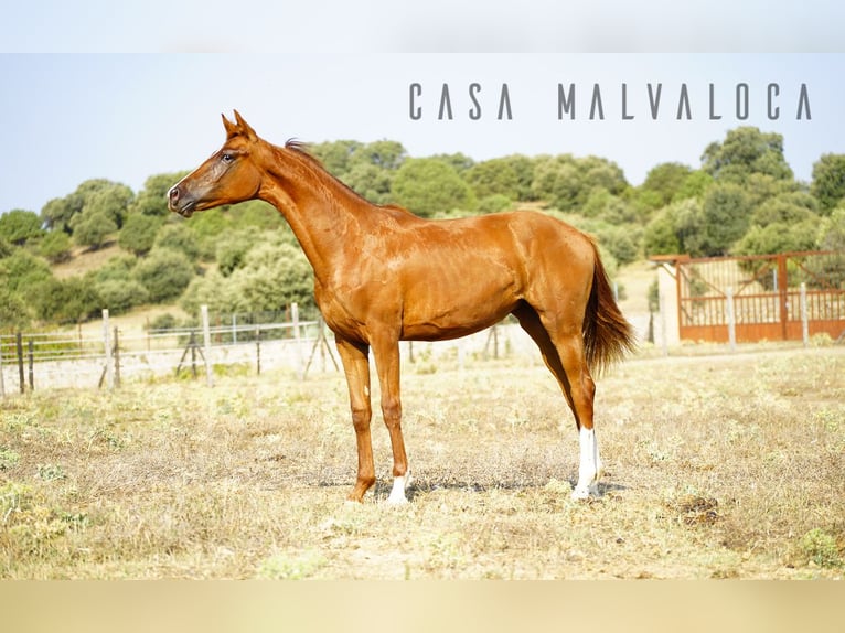 Spanish Sporthorse Mare 1 year Chestnut in Avila