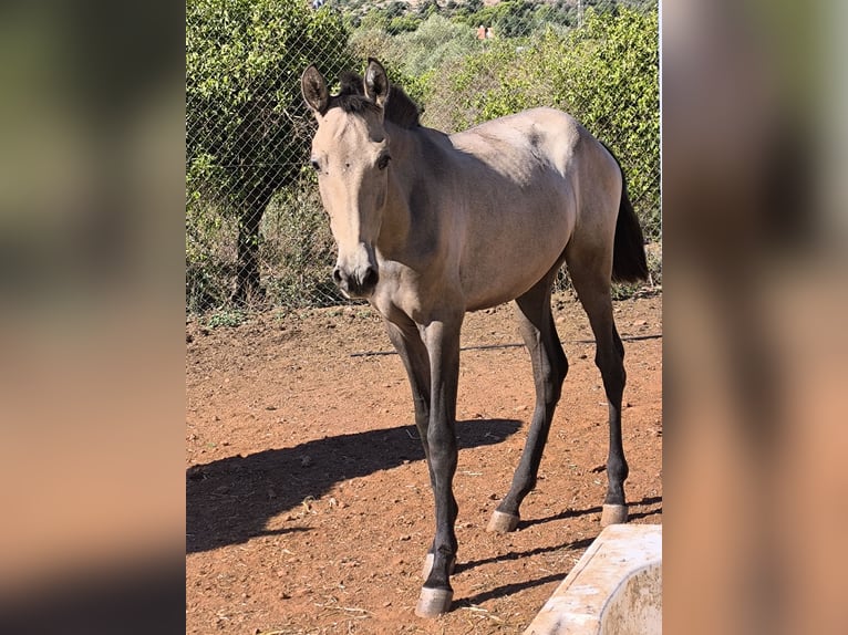 Spanish Sporthorse Mare 1 year Grey in La Vall D'Uixo Spanish Sporthorse Mare 1 year Grey in La Vall D'Uixo