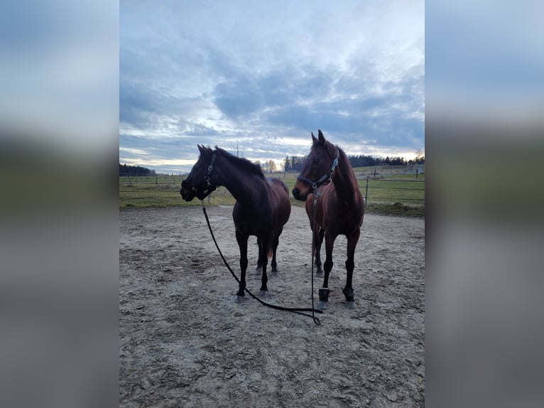 Spanish Sporthorse Mare 20 years 15 hh Black in Aying