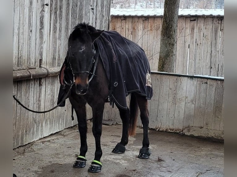 Spanish Sporthorse Mare 20 years 15 hh Black in Aying