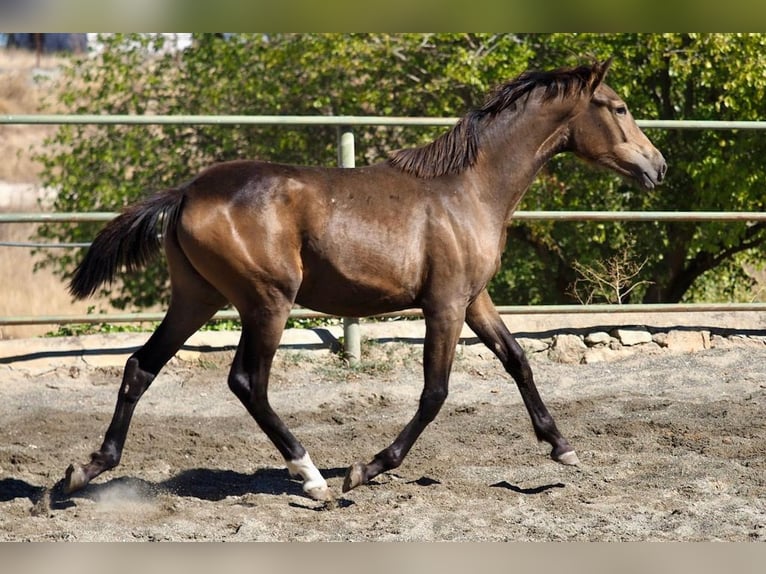 Spanish Sporthorse Mare 2 years 15,2 hh Dun in Navas Del Madroño