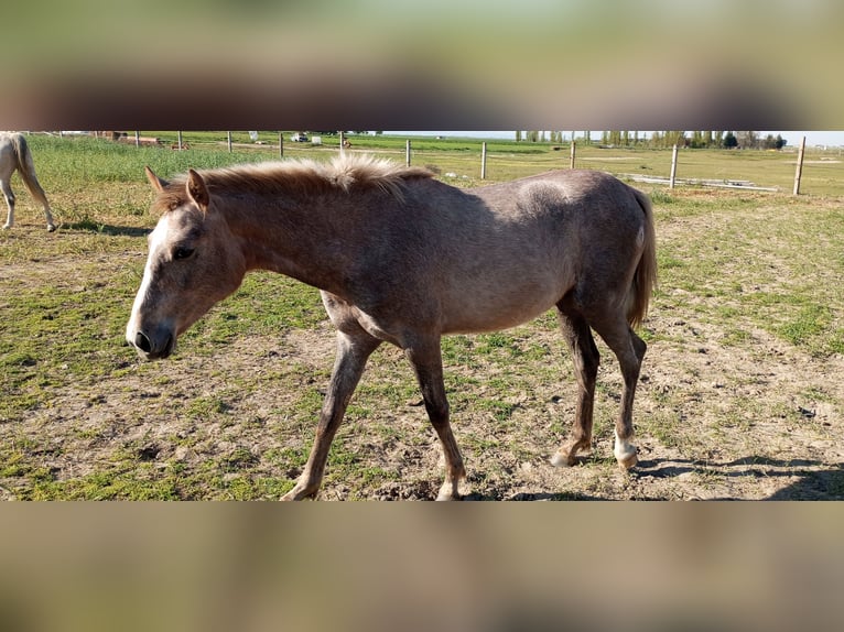 Spanish Sporthorse Mare 2 years 15,2 hh Gray-Red-Tan in Medina Del Campo