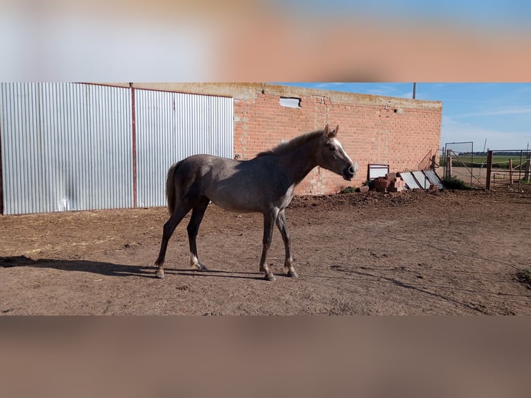 Spanish Sporthorse Mare 2 years 15,2 hh Gray-Red-Tan in Medina Del Campo