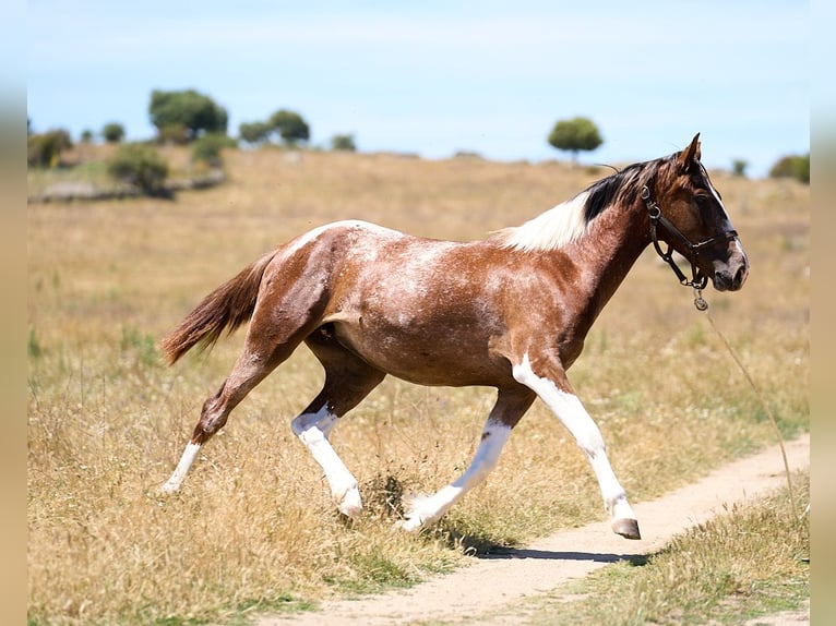 Spanish Sporthorse Mare 2 years 15,2 hh Tobiano-all-colors in Navalperal De Pinares