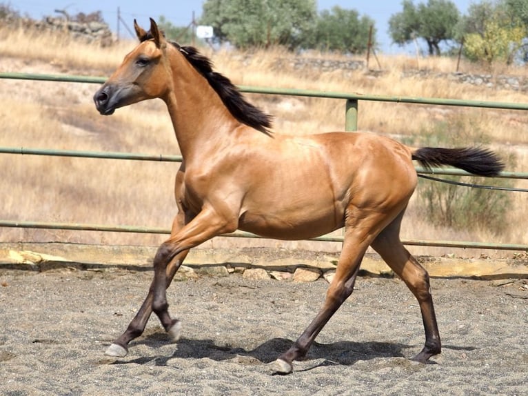 Spanish Sporthorse Mare 2 years 15 hh in NAVAS DEL MADRONO