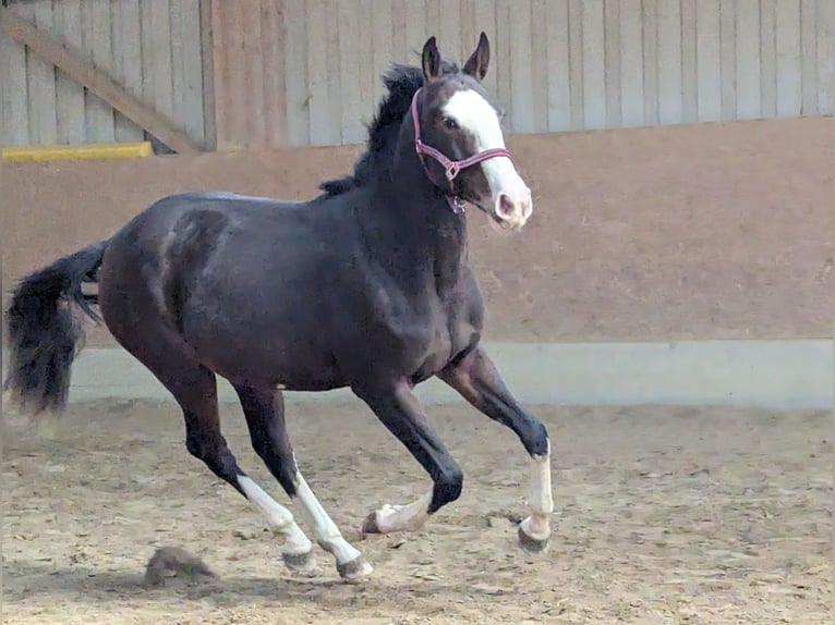 Spanish Sporthorse Mare 2 years 15,2 hh Bay-Dark in Wangen im Allg&#xE4;u