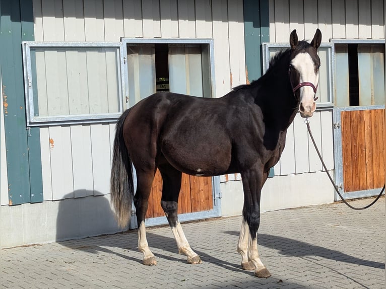 Spanish Sporthorse Mare 2 years 15,2 hh Bay-Dark in Wangen im Allg&#xE4;u