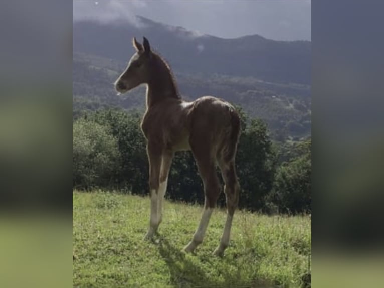 Spanish Sporthorse Mare 2 years 15,2 hh Chestnut-Red in Gerena