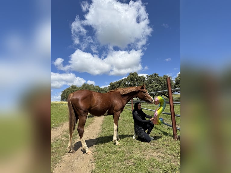 Spanish Sporthorse Mare 2 years 15,2 hh Chestnut-Red in Gerena