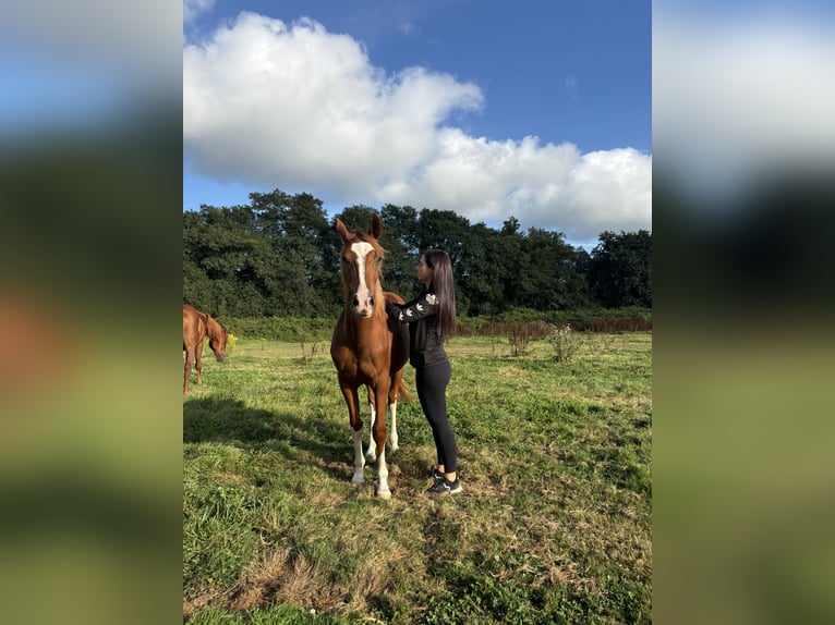 Spanish Sporthorse Mare 2 years 15,2 hh Chestnut-Red in Gerena