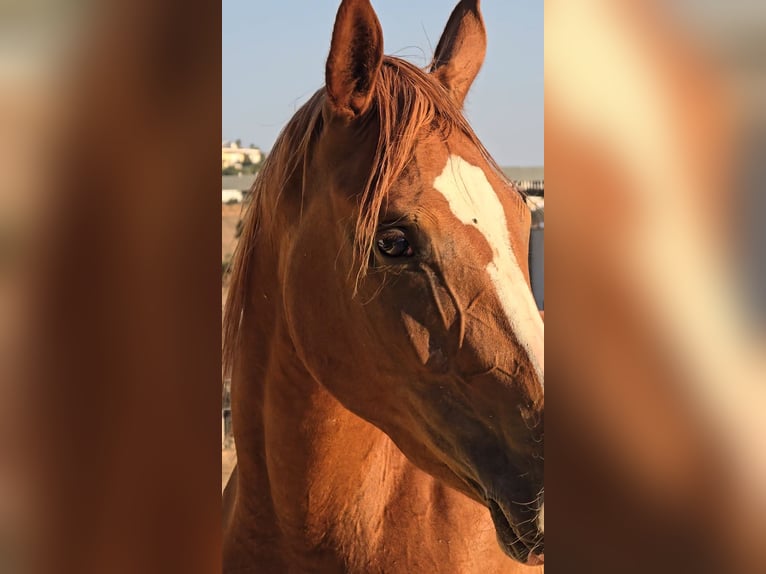 Spanish Sporthorse Mix Mare 2 years 16,1 hh Chestnut-Red in Villamartin