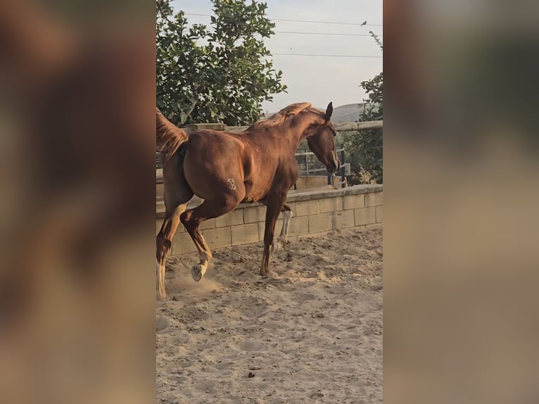 Spanish Sporthorse Mix Mare 2 years 16,1 hh Chestnut-Red in Villamartin