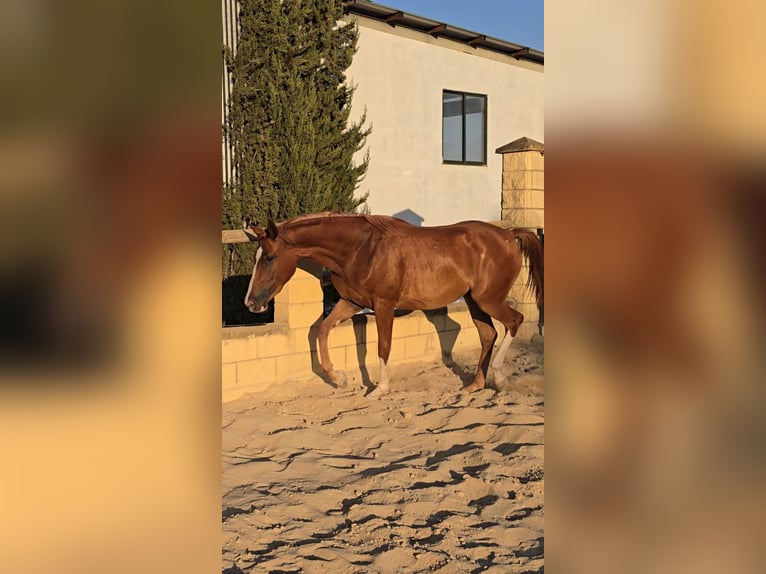 Spanish Sporthorse Mix Mare 2 years 16,1 hh Chestnut-Red in Villamartin