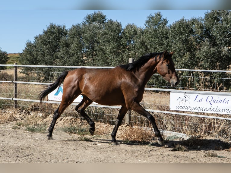 Spanish Sporthorse Mare 2 years 16 hh Brown in ZAMORA
