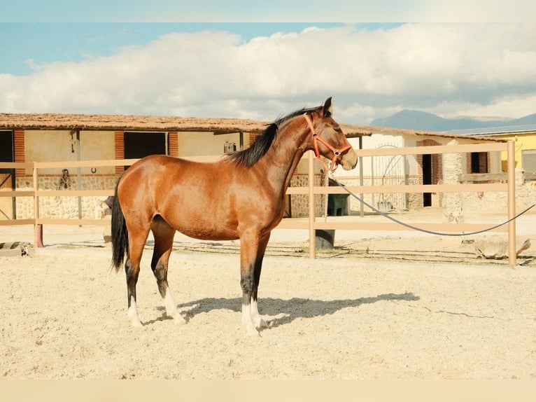 Spanish Sporthorse Mare 2 years Brown in COLMENAR  VIEJO