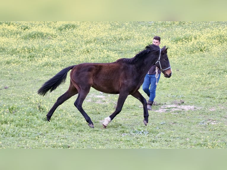 Spanish Sporthorse Mare 3 years 15,2 hh Bay in NAVAS DEL MADRONO
