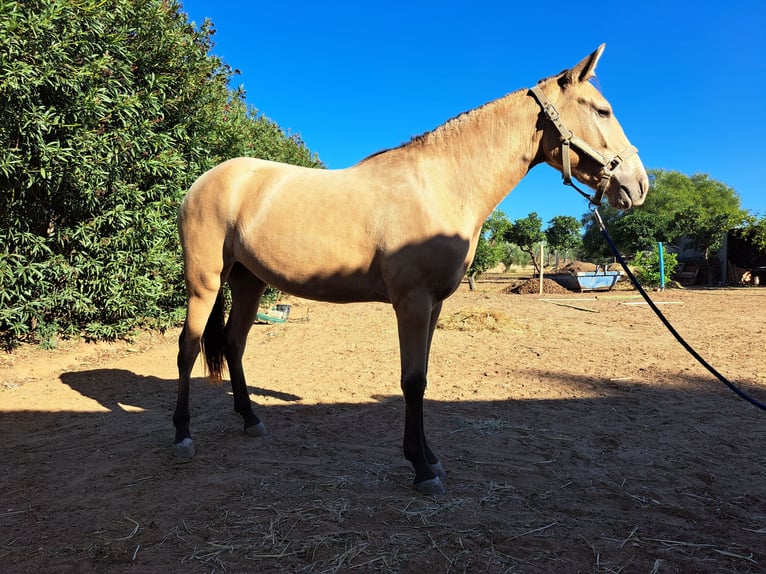 Spanish Sporthorse Mix Mare 3 years 15,2 hh Dun in Almonte