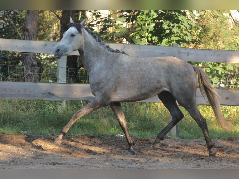 Spanish Sporthorse Mare 3 years 15,2 hh Gray in Eickhog