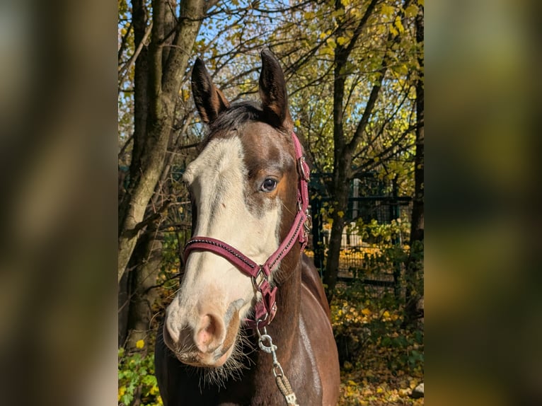 Spanish Sporthorse Mare 3 years 15,2 hh Bay-Dark in Wangen im Allgäu