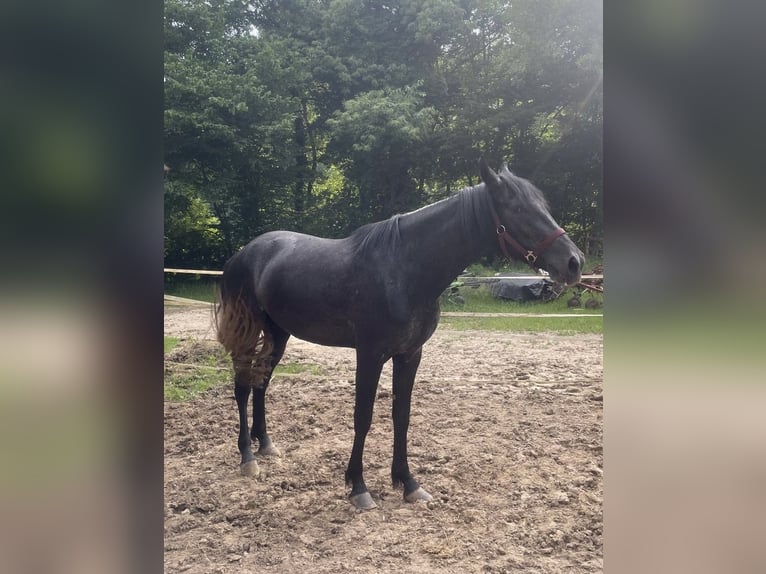 Spanish Sporthorse Mix Mare 3 years 15,2 hh Gray-Dark-Tan in Lahr/Schwarzwald