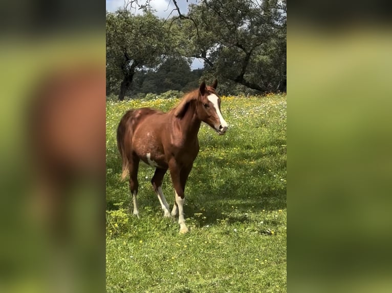 Spanish Sporthorse Mare 3 years 16 hh Chestnut-Red in Gerena