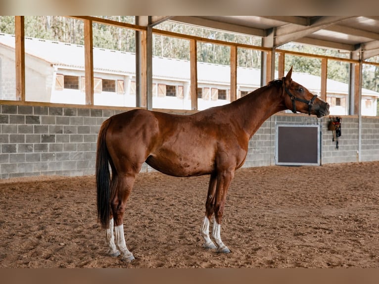 Spanish Sporthorse Mare 3 years 16 hh Chestnut-Red in A Coruña