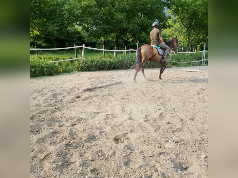 Spanish Sporthorse Mare 3 years 16 hh  in Dubino