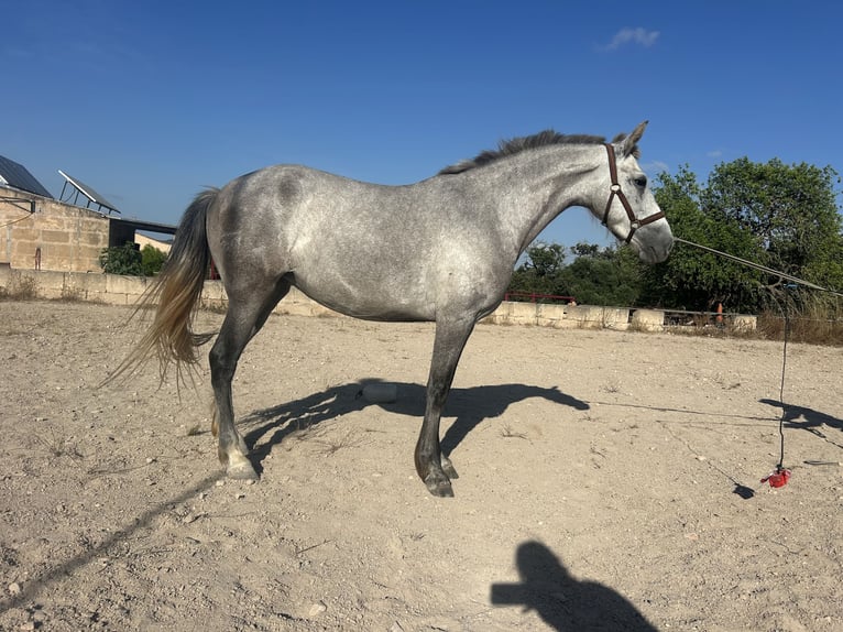 Spanish Sporthorse Mare 3 years 16 hh Grey in Santa Maria Del Cami (Isla De Mallorca)