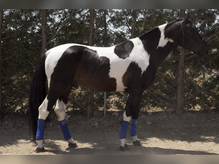 Spanish Sporthorse Mare 3 years 16,2 hh Pinto in La Cañada de san Urbano