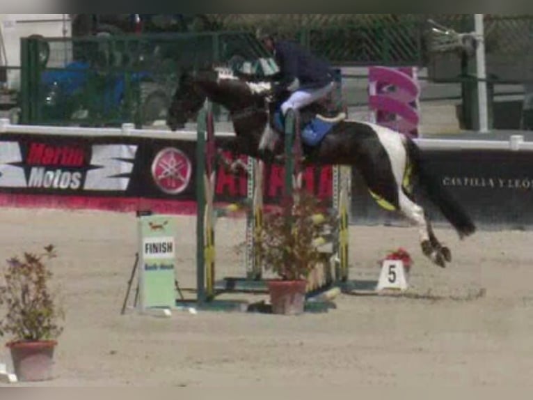 Spanish Sporthorse Mare 3 years 16,2 hh Pinto in La Cañada de san Urbano