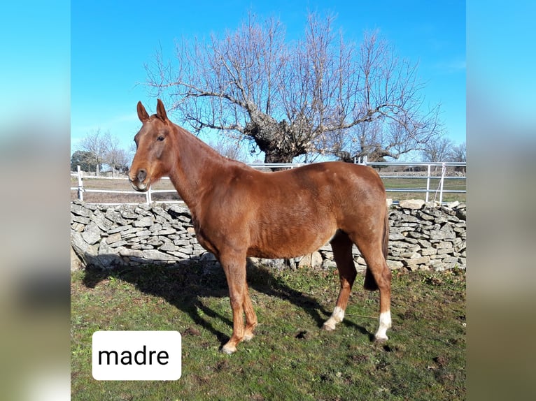 Spanish Sporthorse Mare 3 years Grey in Las Uces