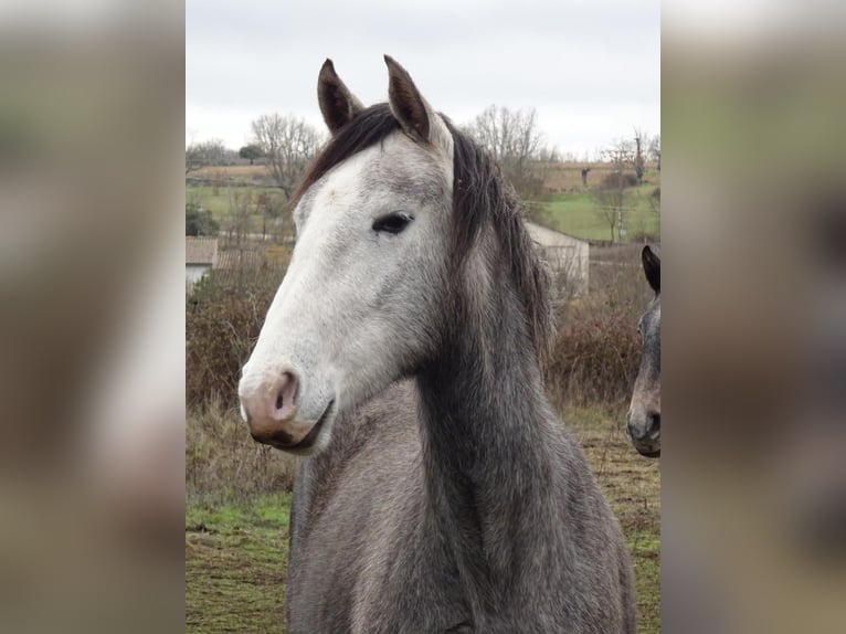 Spanish Sporthorse Mare 3 years Grey in Las Uces