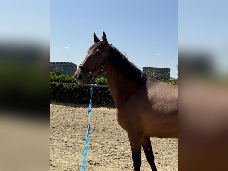 Spanish Sporthorse Mix Mare 4 years 14,3 hh Brown in Lindlar