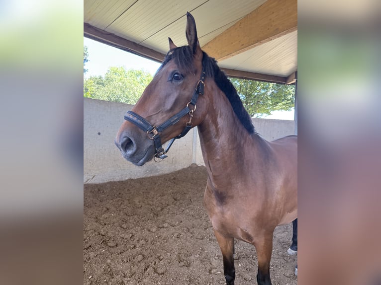 Spanish Sporthorse Mix Mare 4 years 14,3 hh Brown in Lindlar