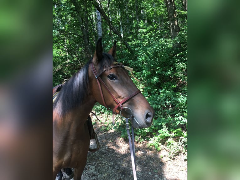 Spanish Sporthorse Mare 4 years 15,1 hh Bay-Dark in Bad Sooden-Allendorf