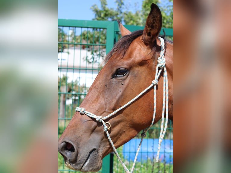 Spanish Sporthorse Mare 4 years 15,1 hh Bay-Dark in Bad Sooden-Allendorf