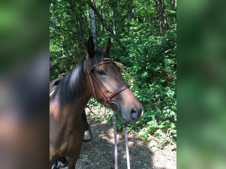 Spanish Sporthorse Mare 4 years 15,1 hh Bay-Dark in Bad Sooden-Allendorf